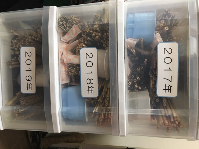 2019年度、穂先用真竹の仕込み