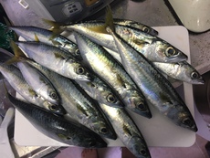 海釣り、35年ぶり