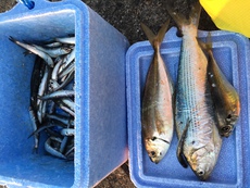 まだ大丈夫、サビキ釣り