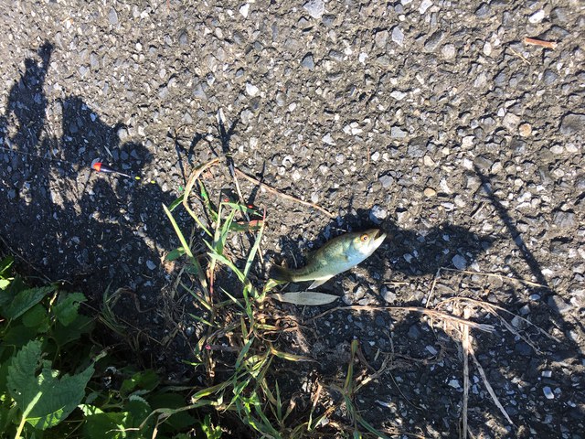 いまさら2018年の釣果