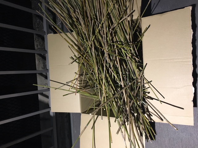 今日は竹採り（スズタケ）