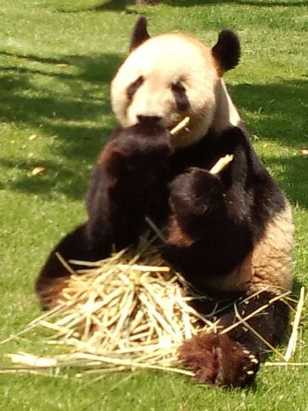 パンダのお尻
