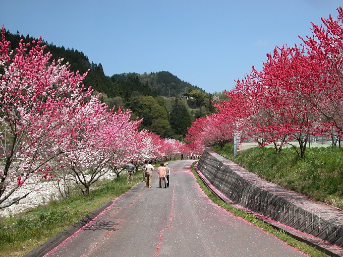 花桃の里