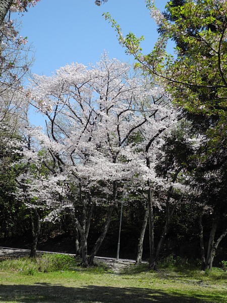 2019年　三好池の桜