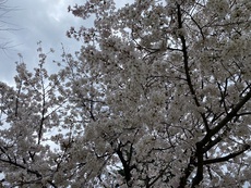 散る桜