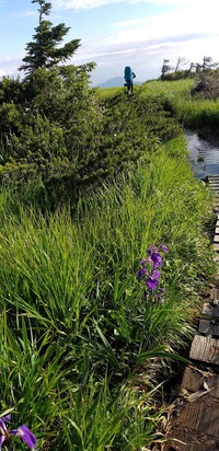 白馬岳から栂海新道