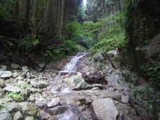金剛山　梅雨の丸滝谷