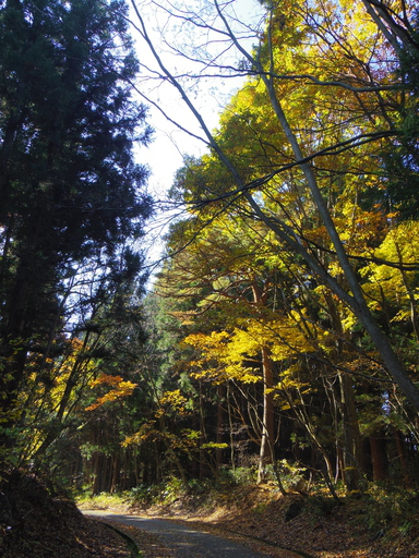 去りゆく秋を森の中で楽しもう。