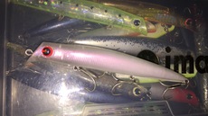 湾奥 シーバス釣行 プチ時合いはバラシ多発！ 2016/11/27 20:45:00