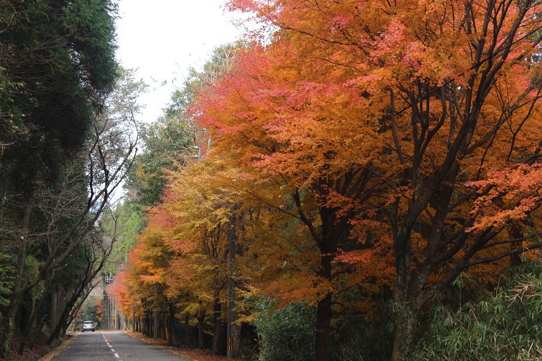 紅葉キャンプinひなもりpart3