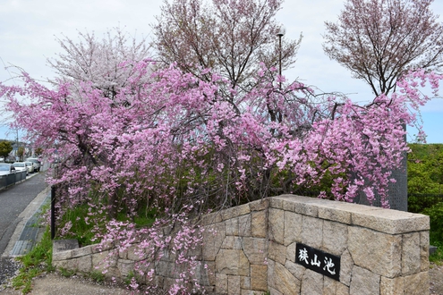 隠れた桜の名所かも！？　「狭山池」