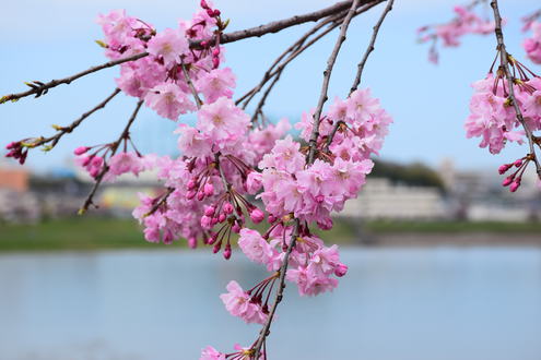 隠れた桜の名所かも！？　「狭山池」