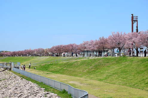 隠れた桜の名所かも！？　「狭山池」