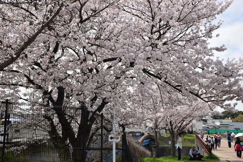 隠れた桜の名所かも！？　「狭山池」