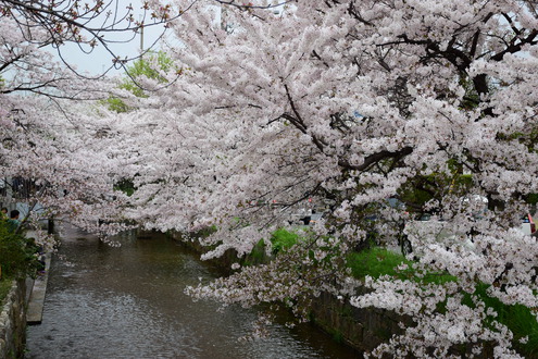 隠れた桜の名所かも！？　「狭山池」