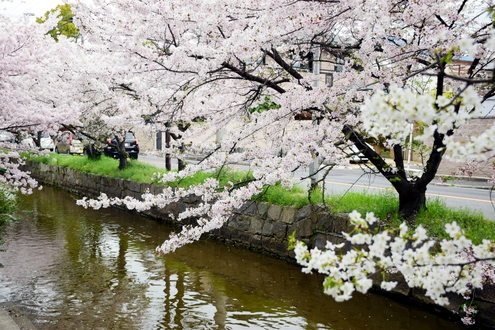 隠れた桜の名所かも！？　「狭山池」