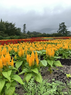 たまには花公園にて、、、。