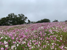 たまには花公園にて、、、。