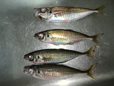お魚さんずーっと待ってたのに、、