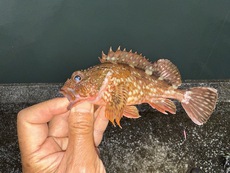 セイゴとホゴで癒し！