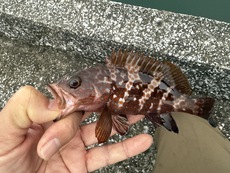 セイゴとホゴで癒し！