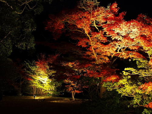 紅葉ライトアップ～白水阿弥陀堂