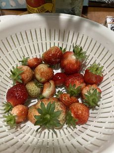 ぼちぼち 2022/04/20 17:23:00