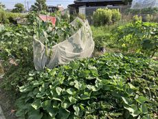 収穫 2022/08/05 09:14:00