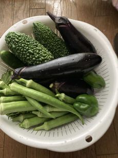 収穫 2022/08/22 10:05:00