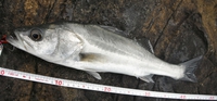 小戸公園 Day seabass 2014/01/12 18:56:04