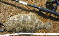 糸島 ヒラメ&カタクチ 2014/05/10 20:53:43