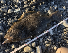 大分蒲江 釣り納め・・ヒラメ50が釣れた