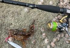 糸島 信頼の地磯行ってみた 2022/05/29 16:13:56