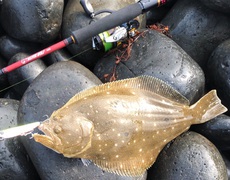 糸島 トップのクロダイがようやく釣れ始めたかも 2019/06/30 10:10:23