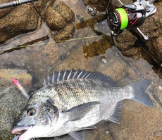 糸島 小さいサゴシが少し 2019/09/22 11:59:48