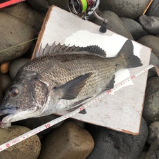 糸島 まだまだ渋い 2019/07/15 17:05:41