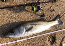 糸島トップ何とか釣れてる 2020/11/15 22:34:23