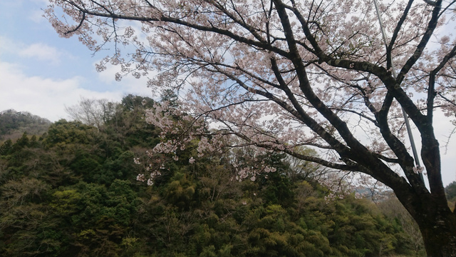 桜舞い散る青野原オートキャンプ場で久しぶりのソロキャンプ。