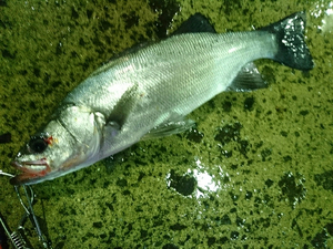 鹿児島 Ryoパパの釣り日記 満月の夜ヒラスズキに苦戦