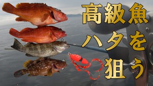 【高級魚】ビンビンスイッチ、自作インチクで高級魚のハタを釣る　鹿児島　釣り