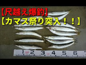 【爆釣カマス】永遠と釣れ続けるのではないかと思われるアカカマス!!