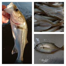 ３連浮