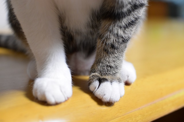 新しいレンズで