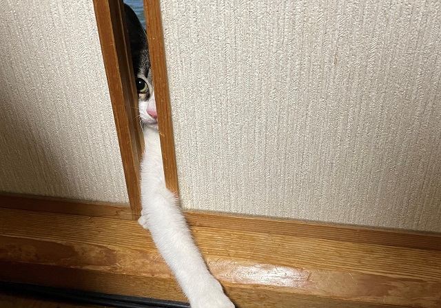 新しいレンズで