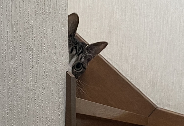 ミイちゃん手術