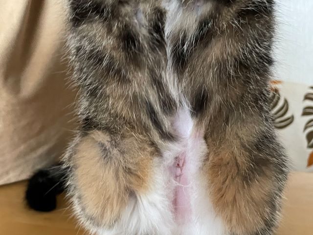良心の呵責？
