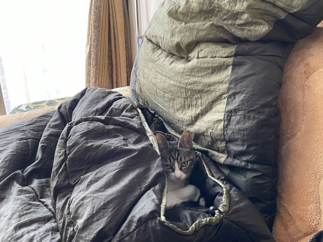 寝袋猫