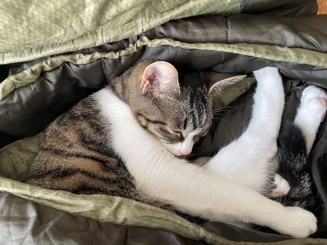 寝袋猫