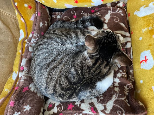 般若のミイ