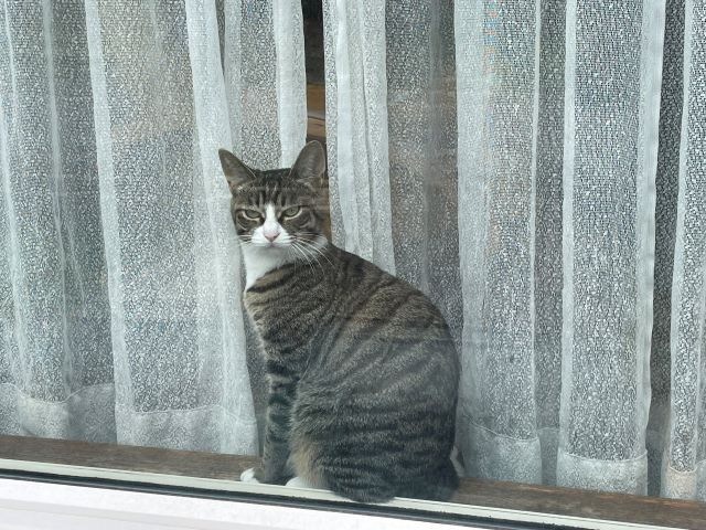 般若のミイ